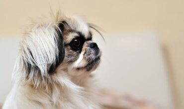 Pekingese