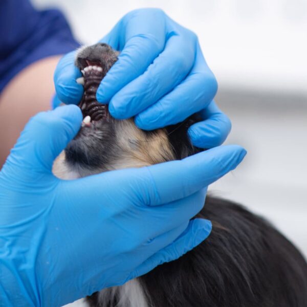 dental care for pets